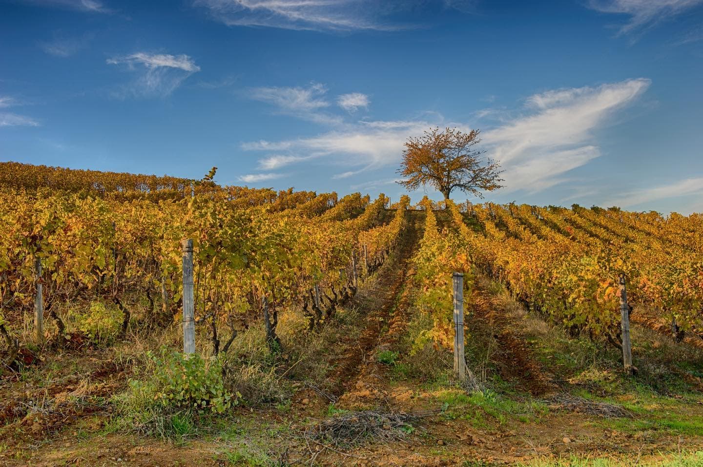 Berebene 8 vini Gavi dal miglior rapporto qualità prezzo Gambero Rosso