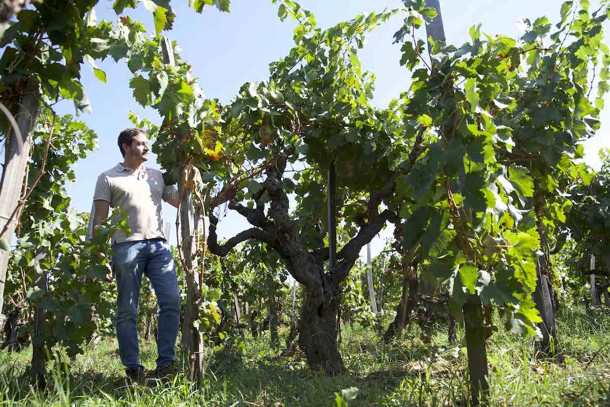 Tre Bicchieri 2023 Le New Entry Il Vino Di I Custodi Delle Vigne Dell