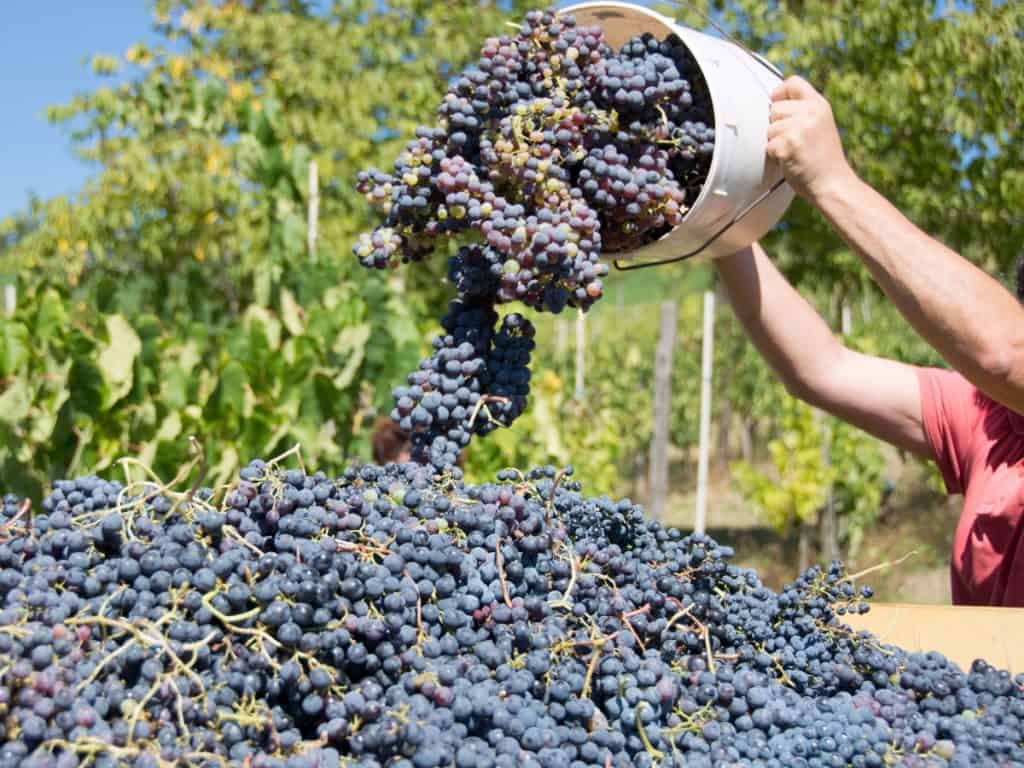 Tre Bicchieri I Migliori Vini Del Piemonte Premiati Dal