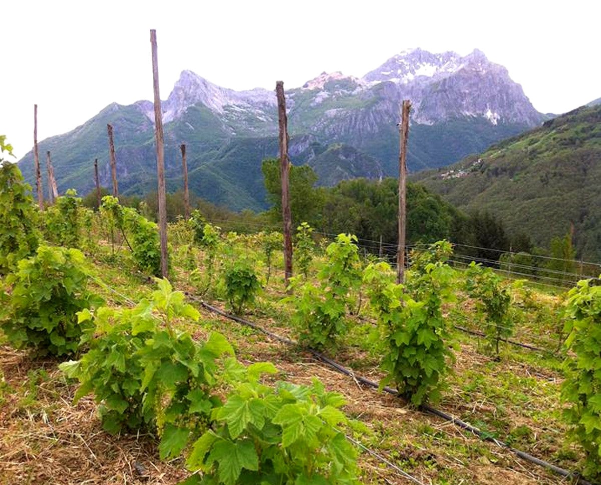 Vigne di riesling di Maestà della Formica nelle Alpi Apuane