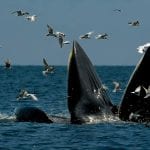 Caccia alle balene: due balenottere Bryde in mare aperto, circondate dai gabbiani