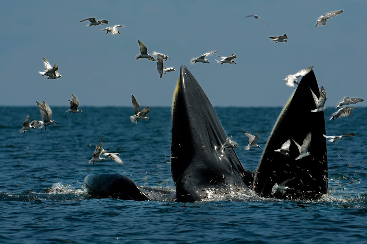 Caccia alle balene: due balenottere Bryde in mare aperto, circondate dai gabbiani