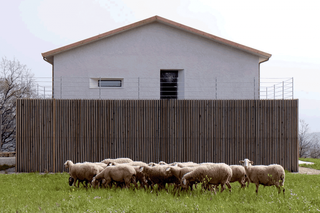delle pecore davanti al casolare di design di carmasciando