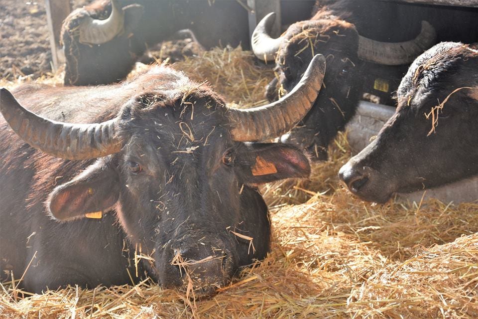 Le bufale in stalla con il fieno raccolto nei campi