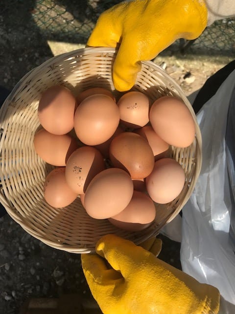 Le uova delle galline del Pollaio Sociale