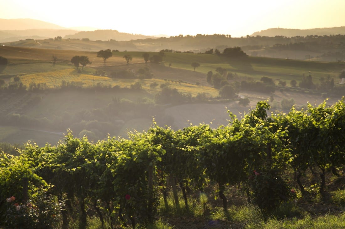 Verdicchio Jesi - Vigneto Verdicchio