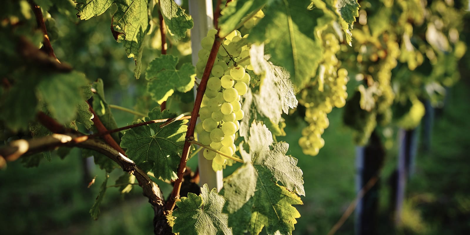 Verdicchio Jesi - Vigneto Verdicchio