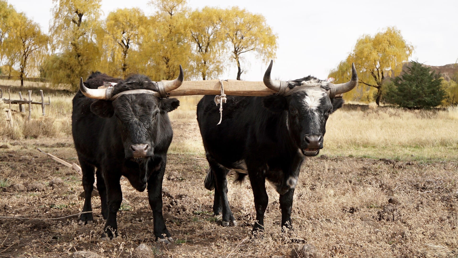 Due bufale lavorano nei campi 