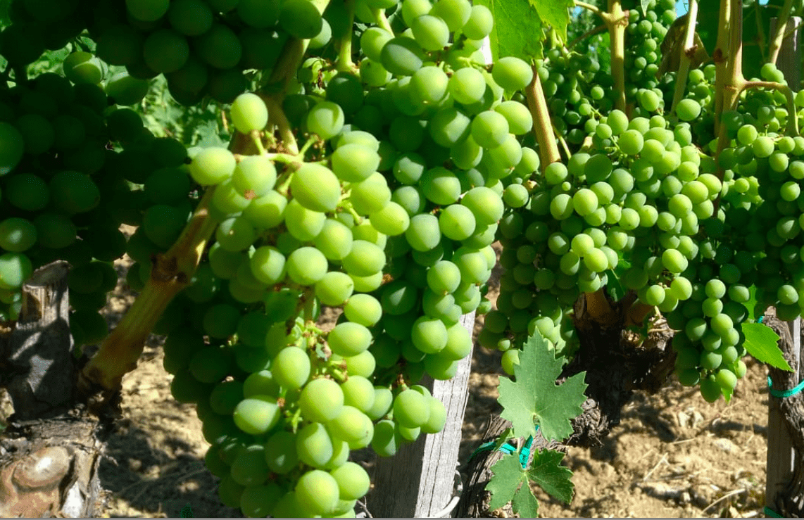 vendemmia 2019 previsioni. un grappolo d'uva