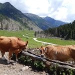 Mucche della Valsugana