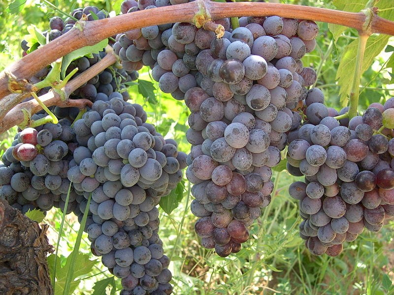 Grapes