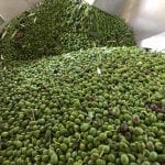 Olive in frantoio