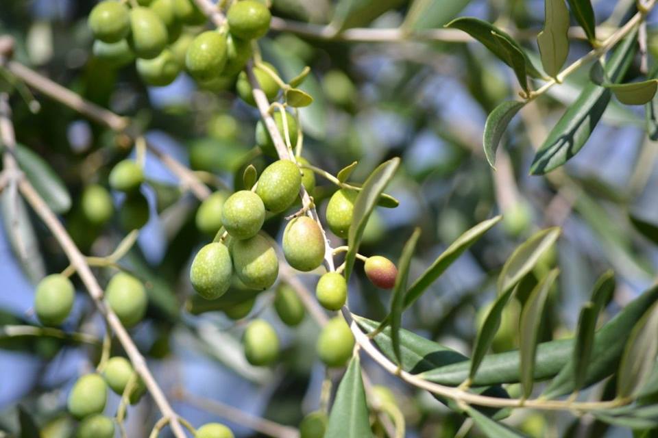 Olive su ramo