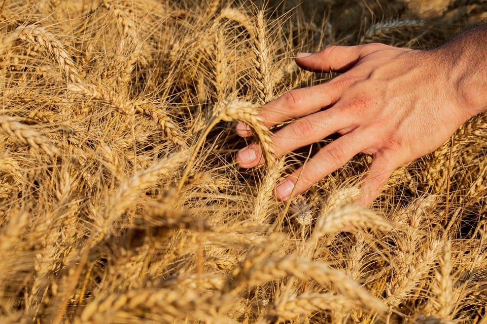 Una mano passa tra le spighe di grano