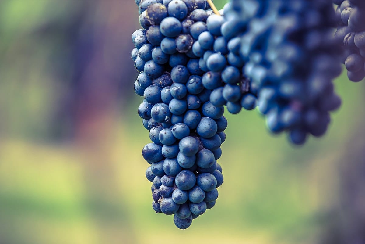 Lambrusco grapes