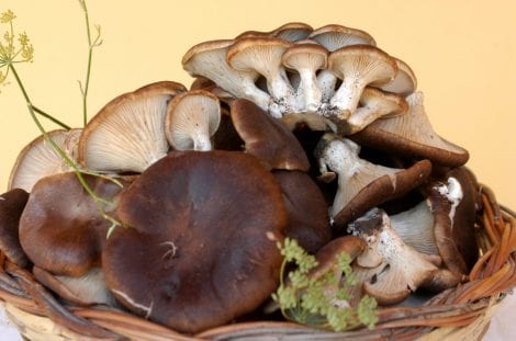 Funghi cardoncelli e tartufi. Dove acquistarli e mangiarli in Puglia