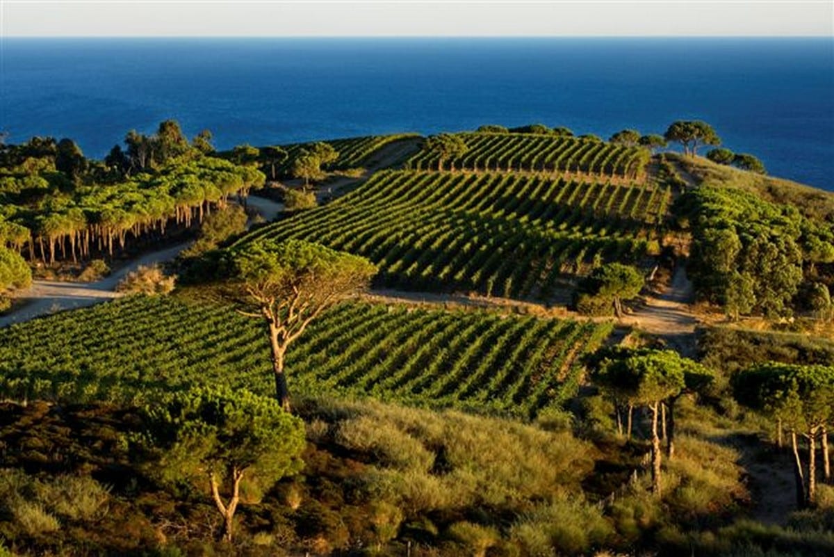 Isola d'Elba vino - RIPALTE poggio turco vigna orrizz