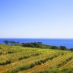 Isola d'Elba vino - RIPALTE VIGN