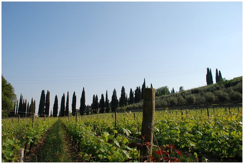 Valpolicella vineyards