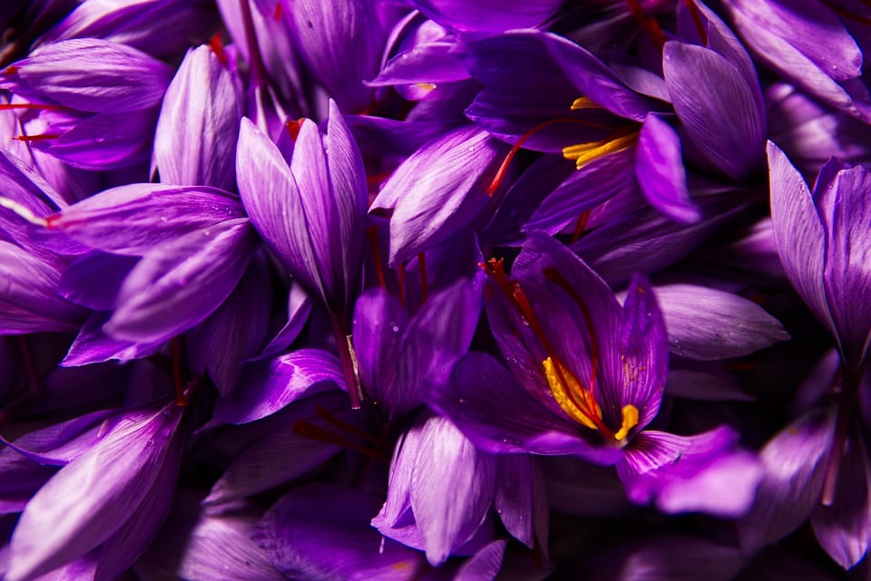 fiori di zafferano