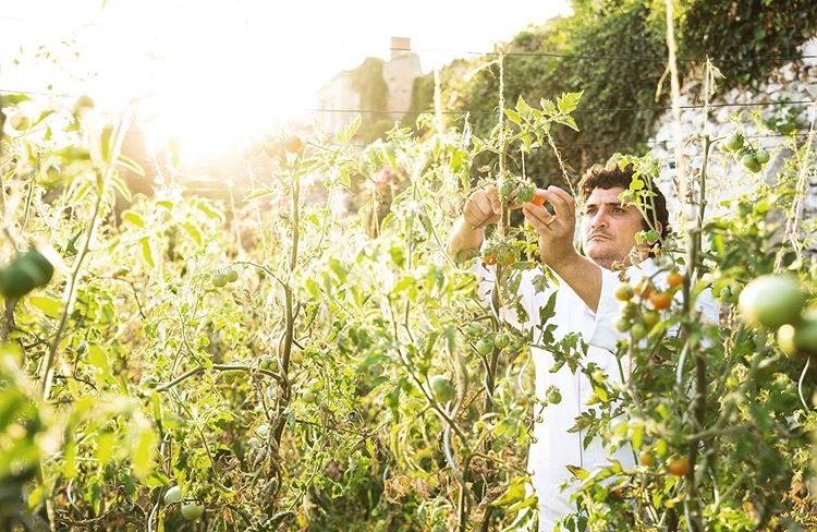 Mauro Colagreco raccoglie pomodori nell'orto del Mirazur