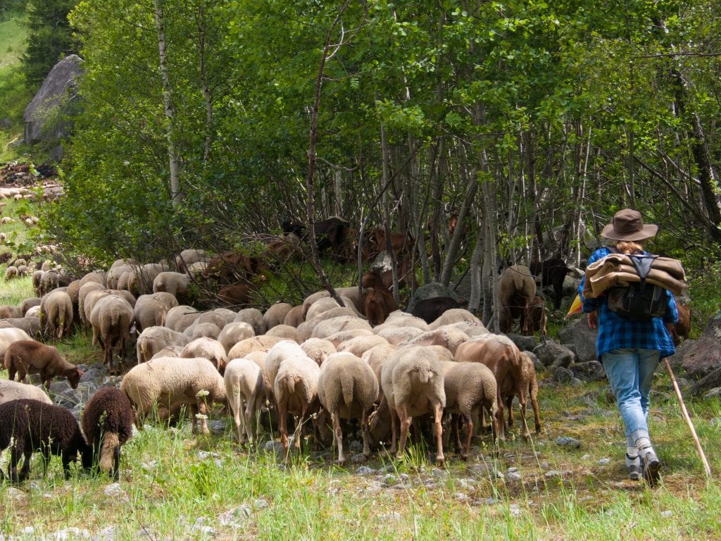 Pastore e gregge di pecore al pascolo