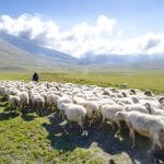 Pecore al pascolo sui Monti Sibillini