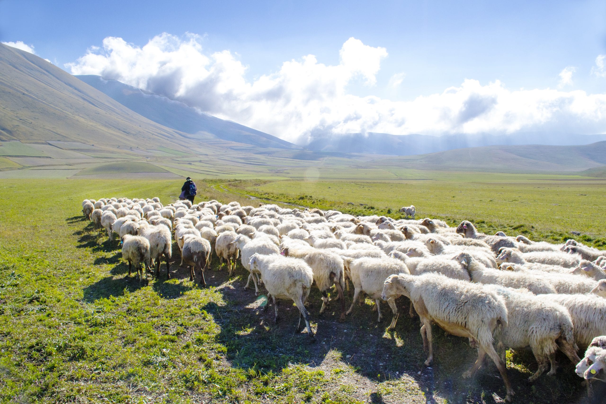 Pecore al pascolo sui Monti Sibillini