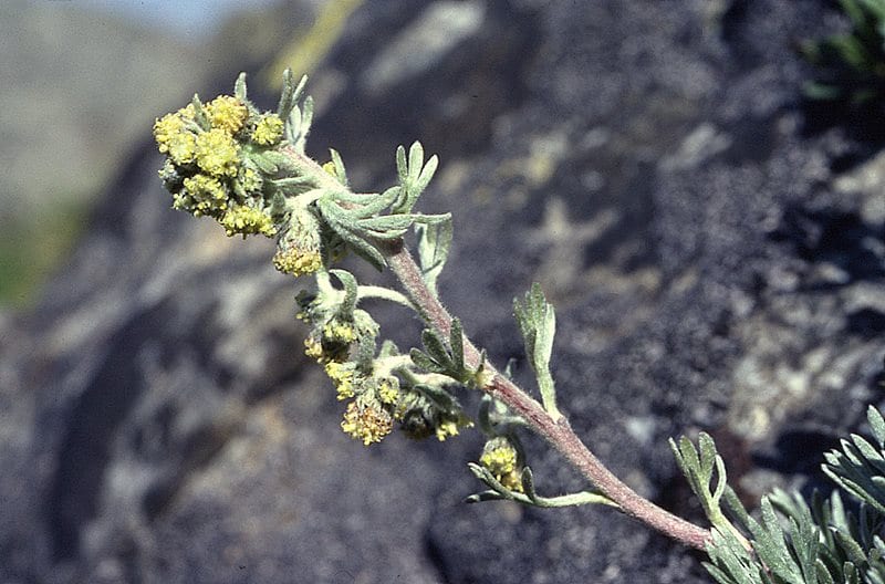 Artemisia, base del genepy