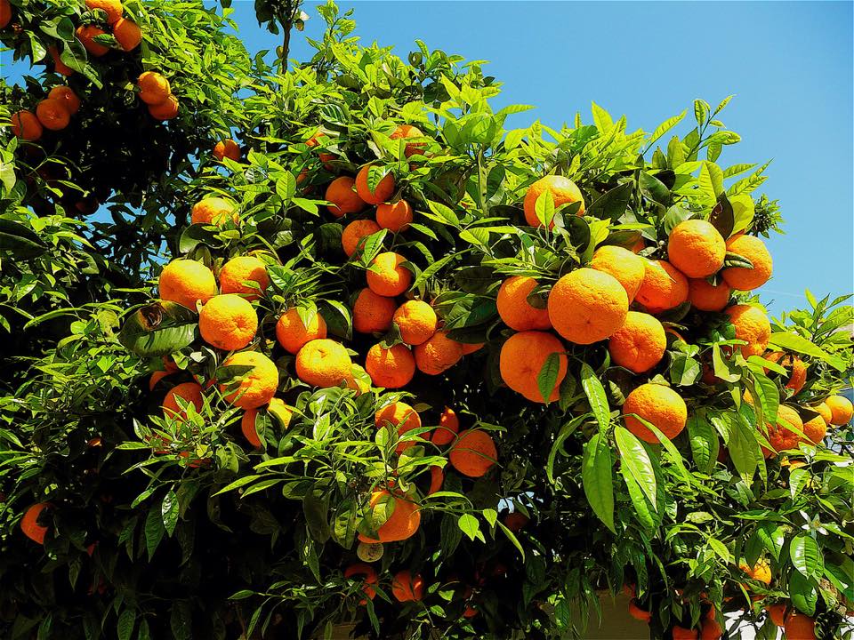 Un albero di arancio carico di frutti a Roma
