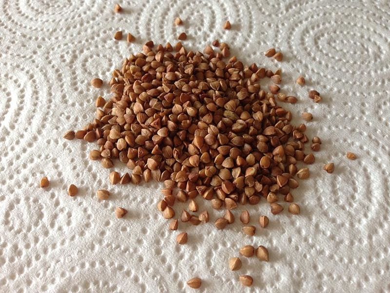 Semi di grano saraceno