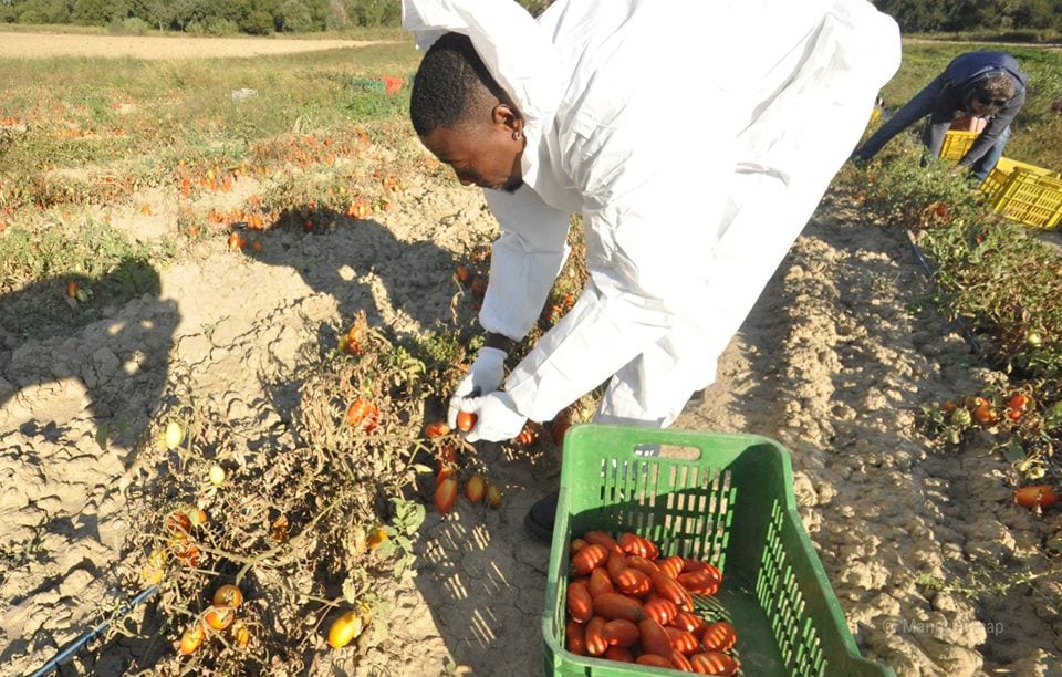 Raccolta dei pomodori per il progetto No Cap