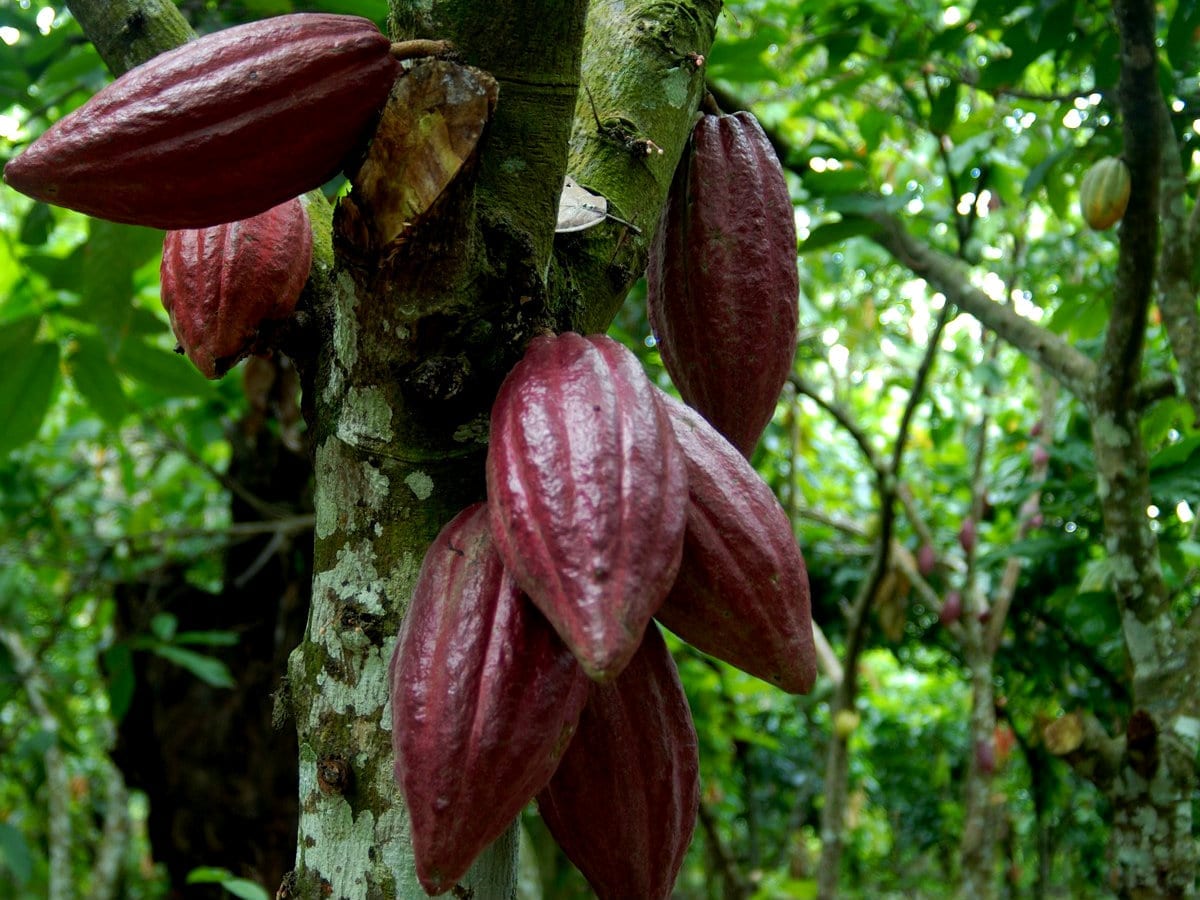 Repubblica Dominicana Cacao criollo dominicano