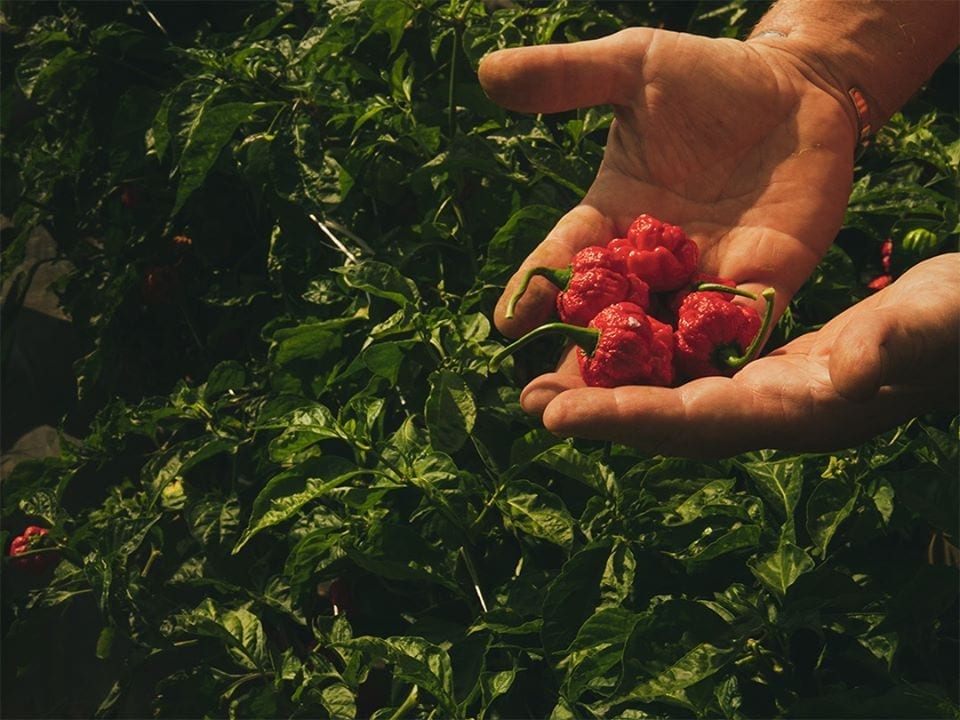Peperoncini Capsicum appena raccolti, tra le mani di un contadino