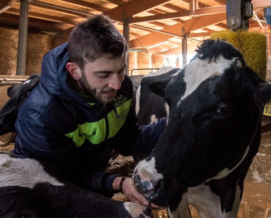 Allevamento di mucche da latte in Umbria