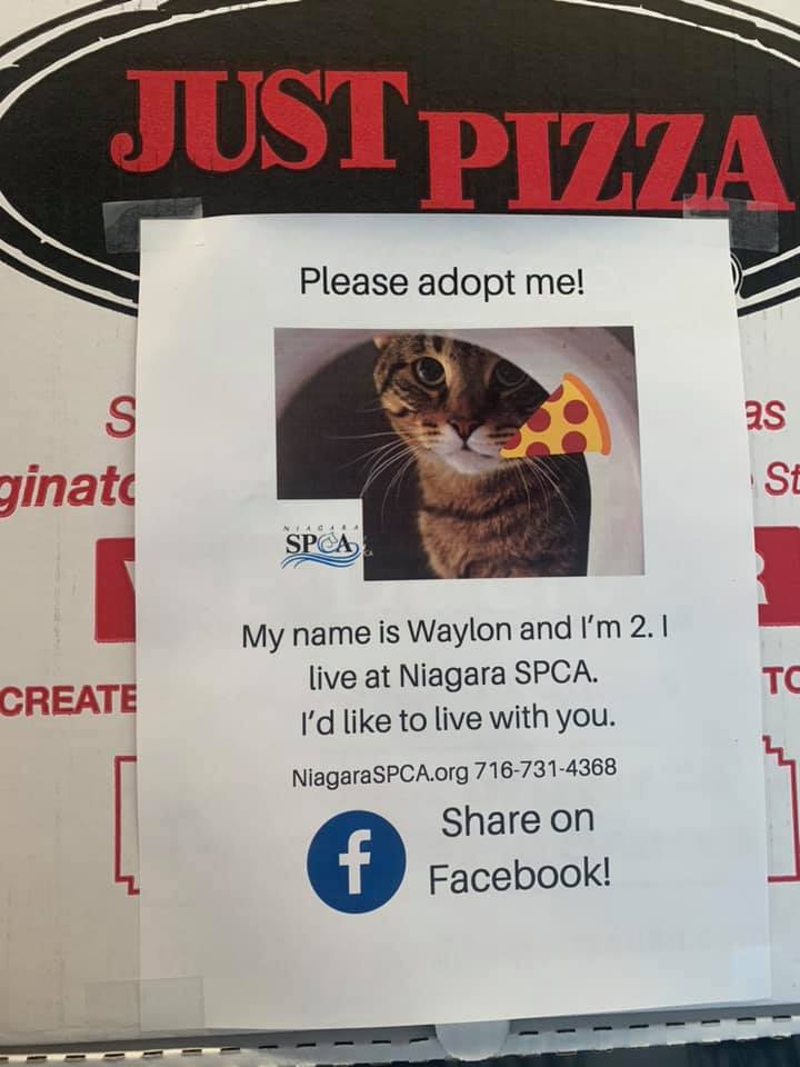 cartone della pizza con foto di gatto