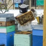 Un apicoltore alle prese con la smielatura di un'arnia