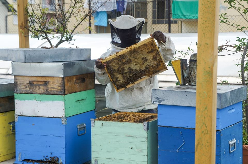 Un apicoltore alle prese con la smielatura di un'arnia