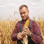 Un ragazzo nei campi sfoglia una pannocchia di mais