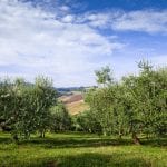 Un uliveto in Toscana