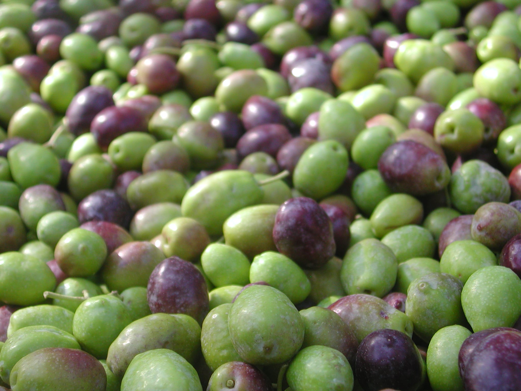 olive, Ruffino