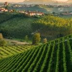 Un panorama vitivinicolo italiano