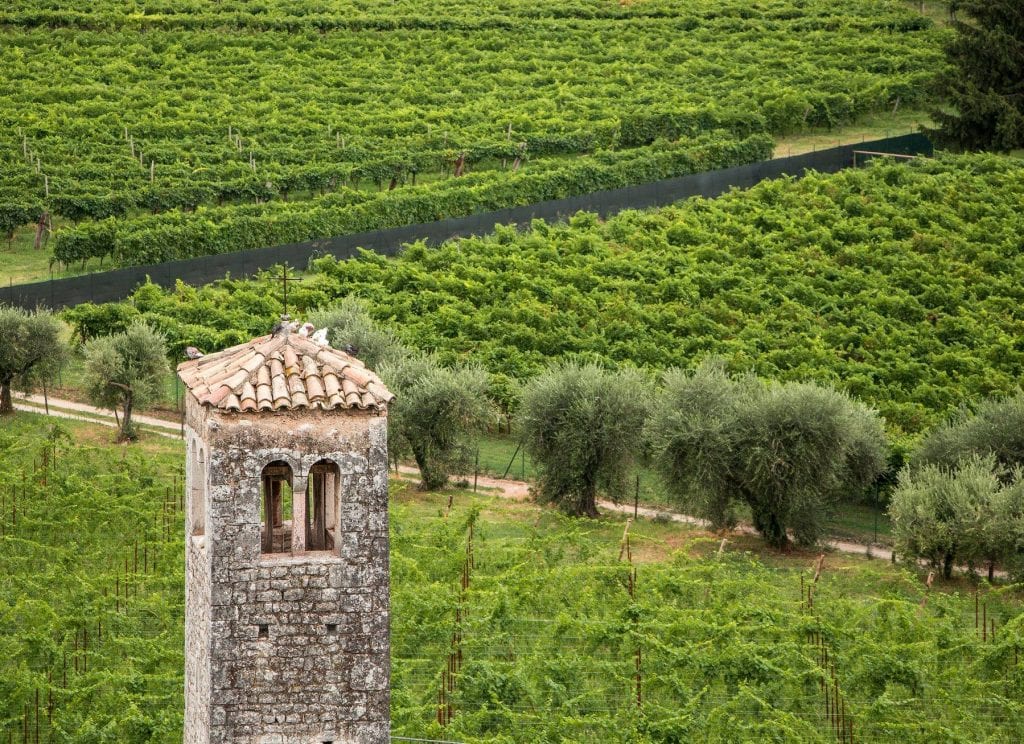 Il campanile di una pieve tra le vigne di Bardolino