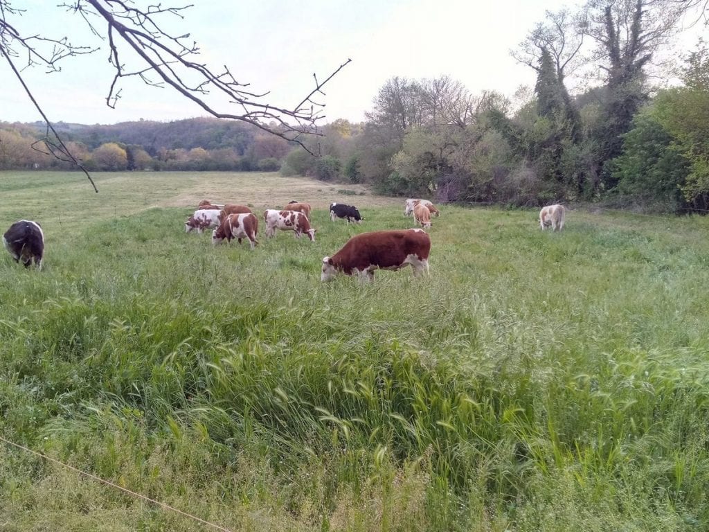 mucche al pascolo 