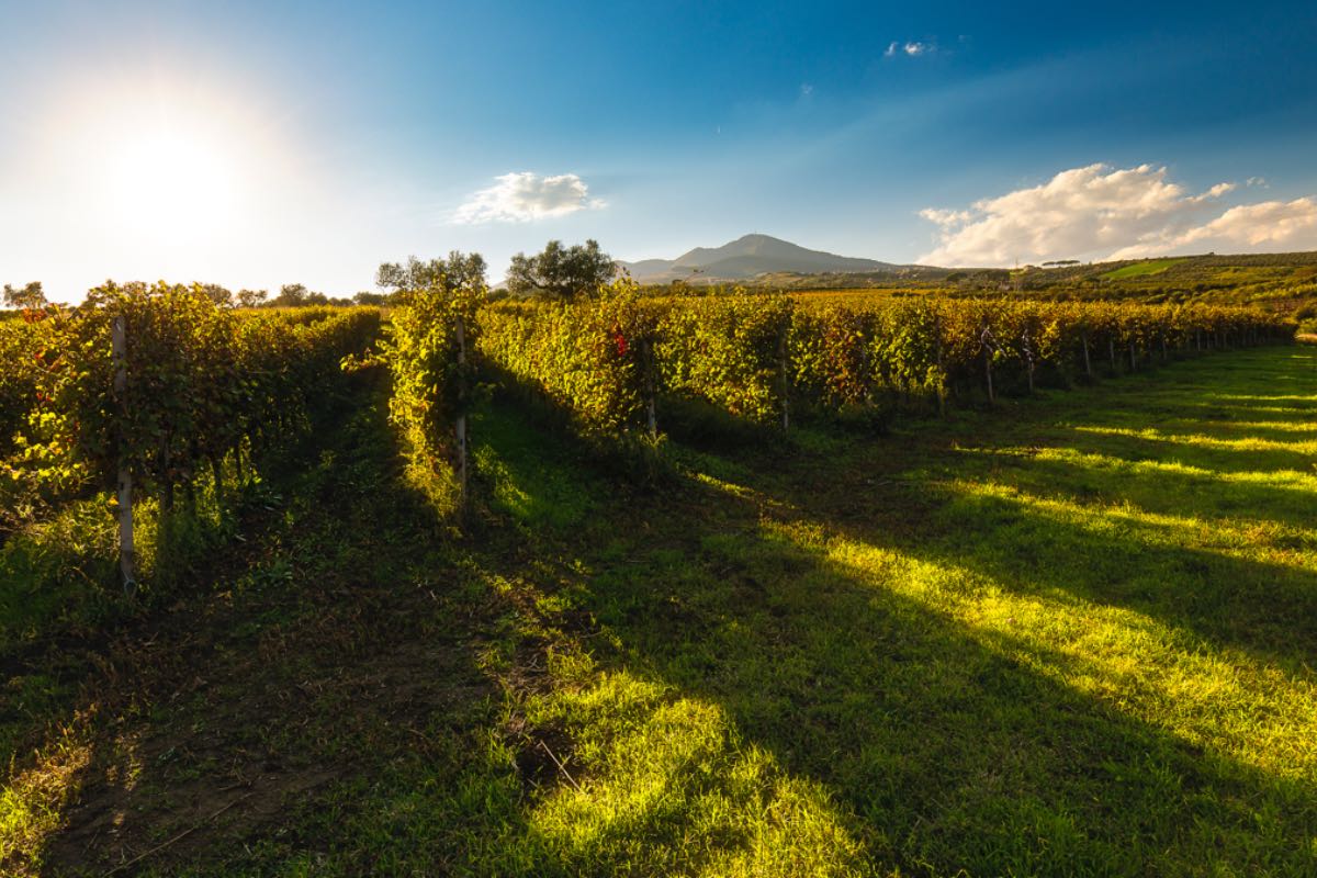 Basilicata producono 