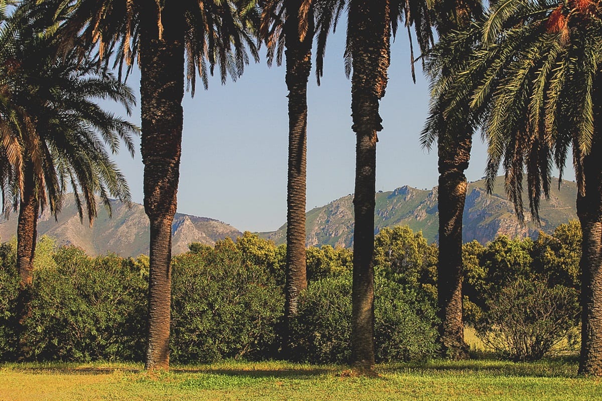 Palme e montagne a Villa Tasca