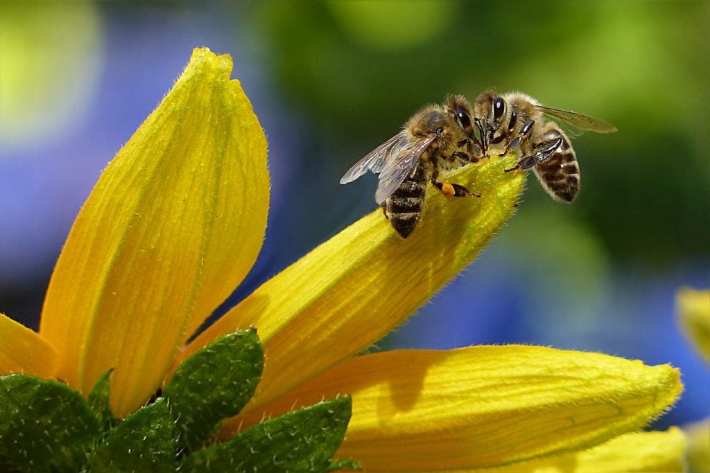 api sul fiore