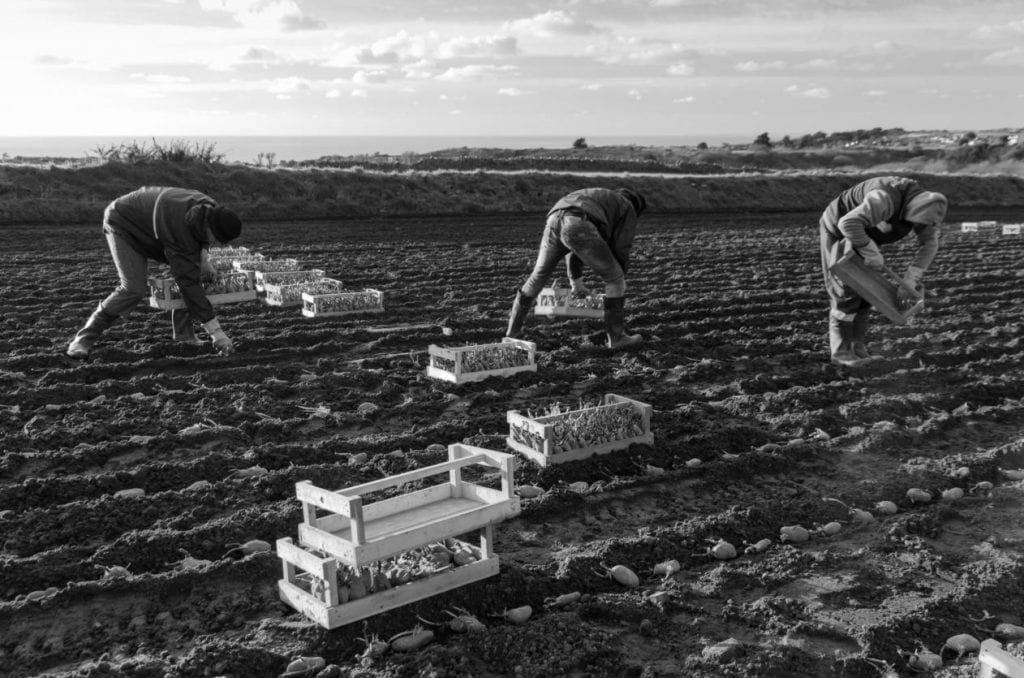 Raccoglitori di patate in un campo del Jersey
