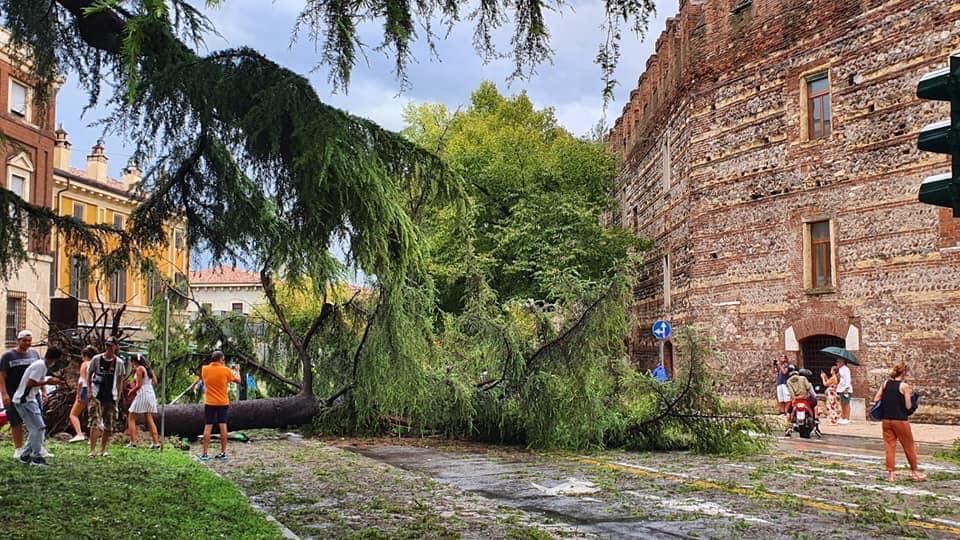 Un albero caduto nel centro di Verona