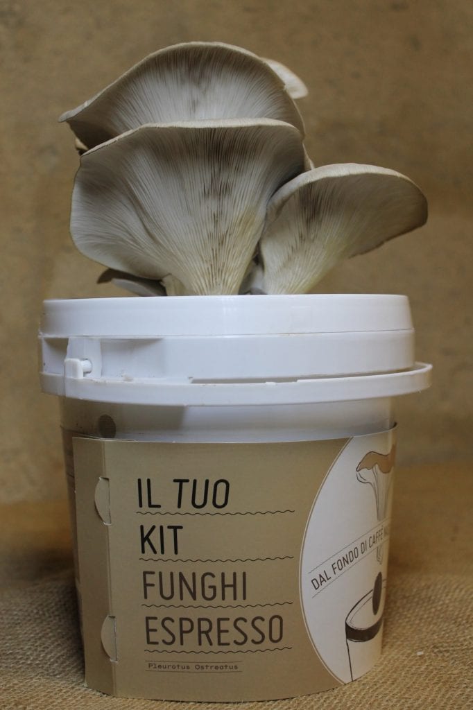 Il tuo kit Funghi Espresso